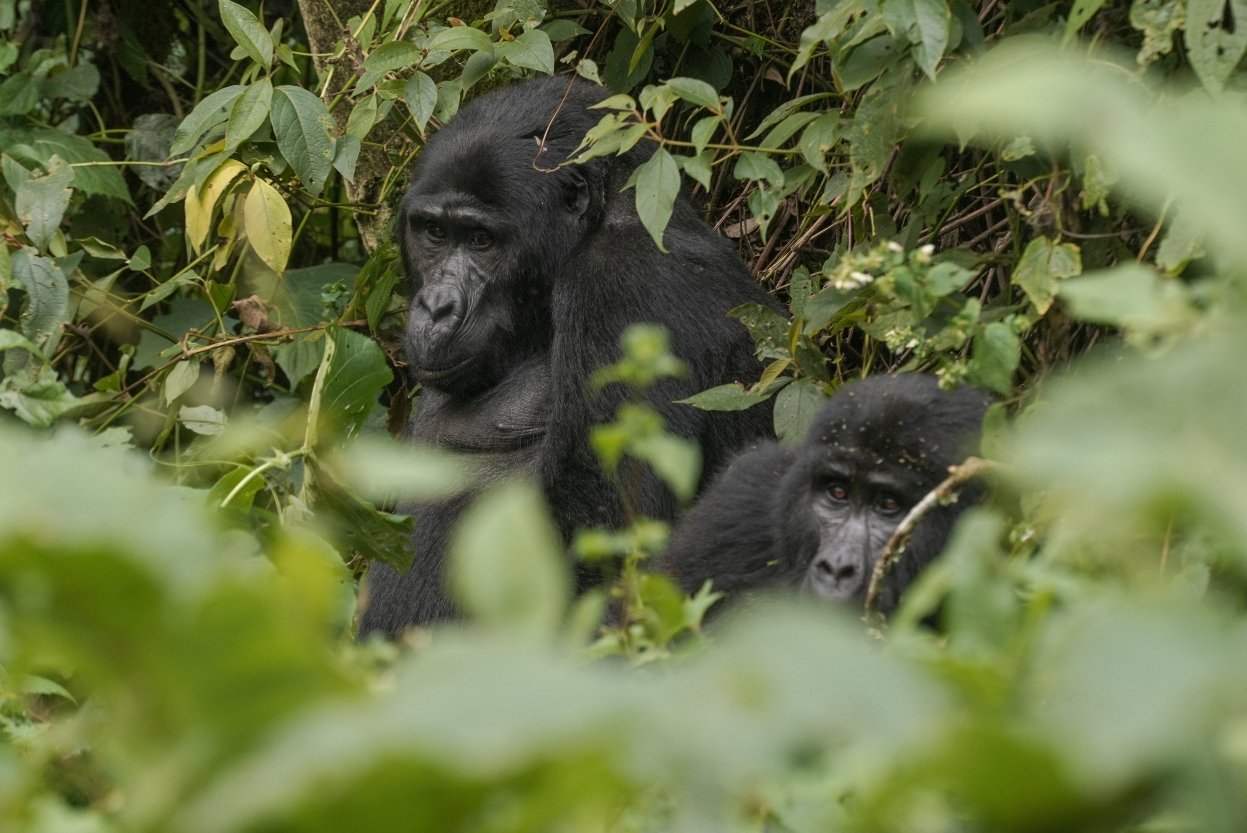 Victor Peressetchensky