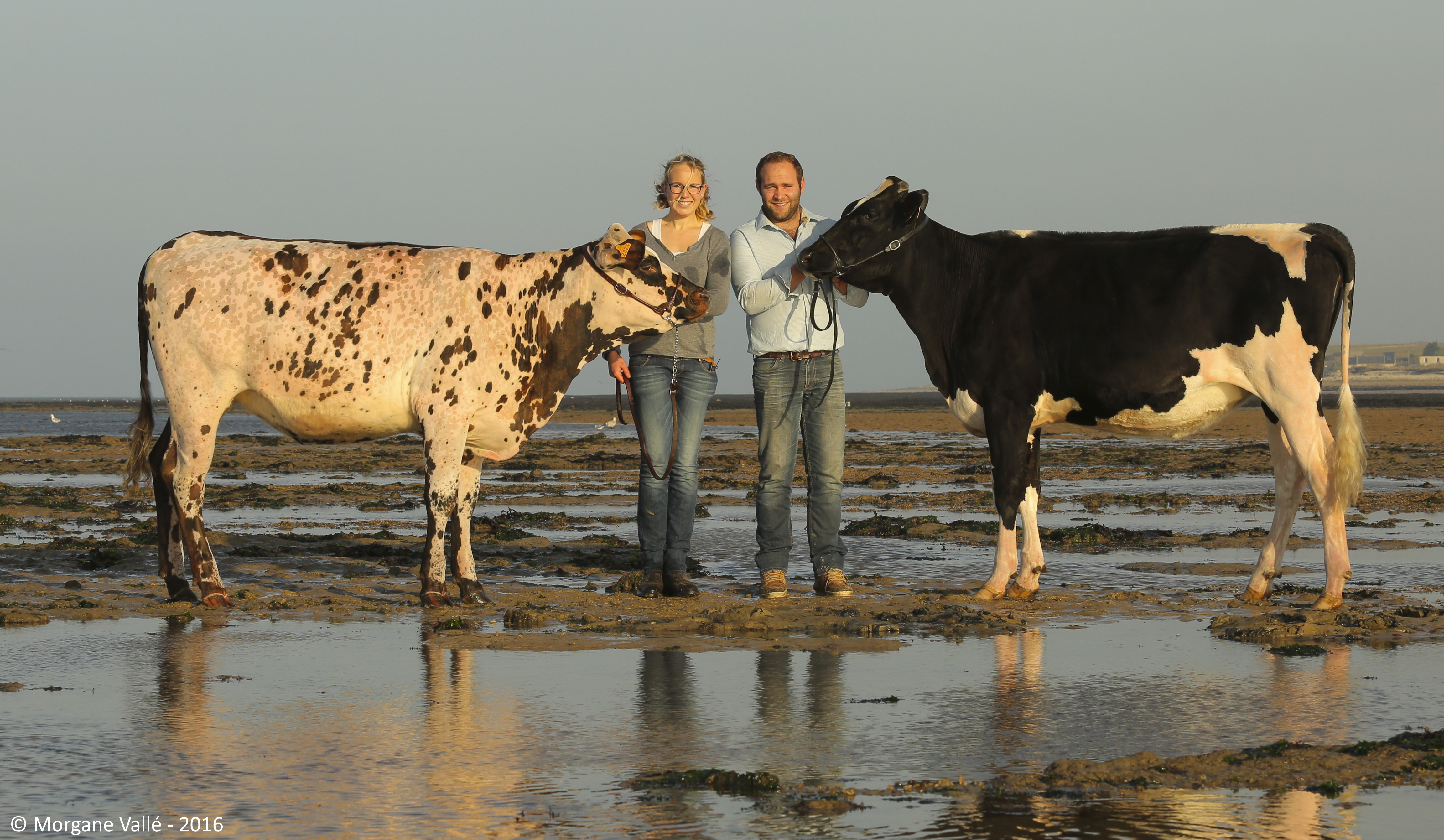 vachement normande