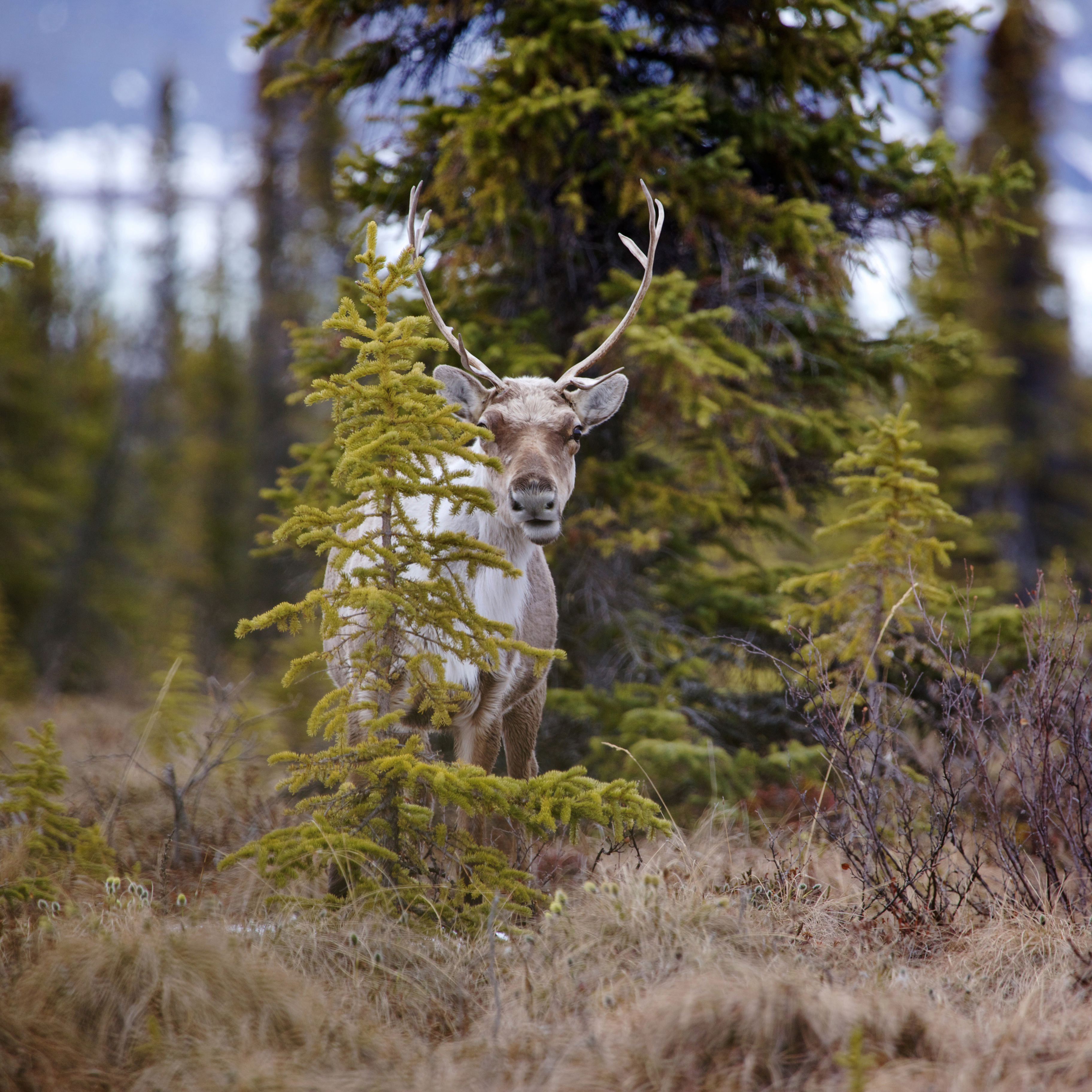 Caribou