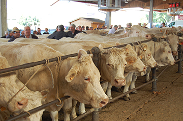 Les vaches en Brionnais