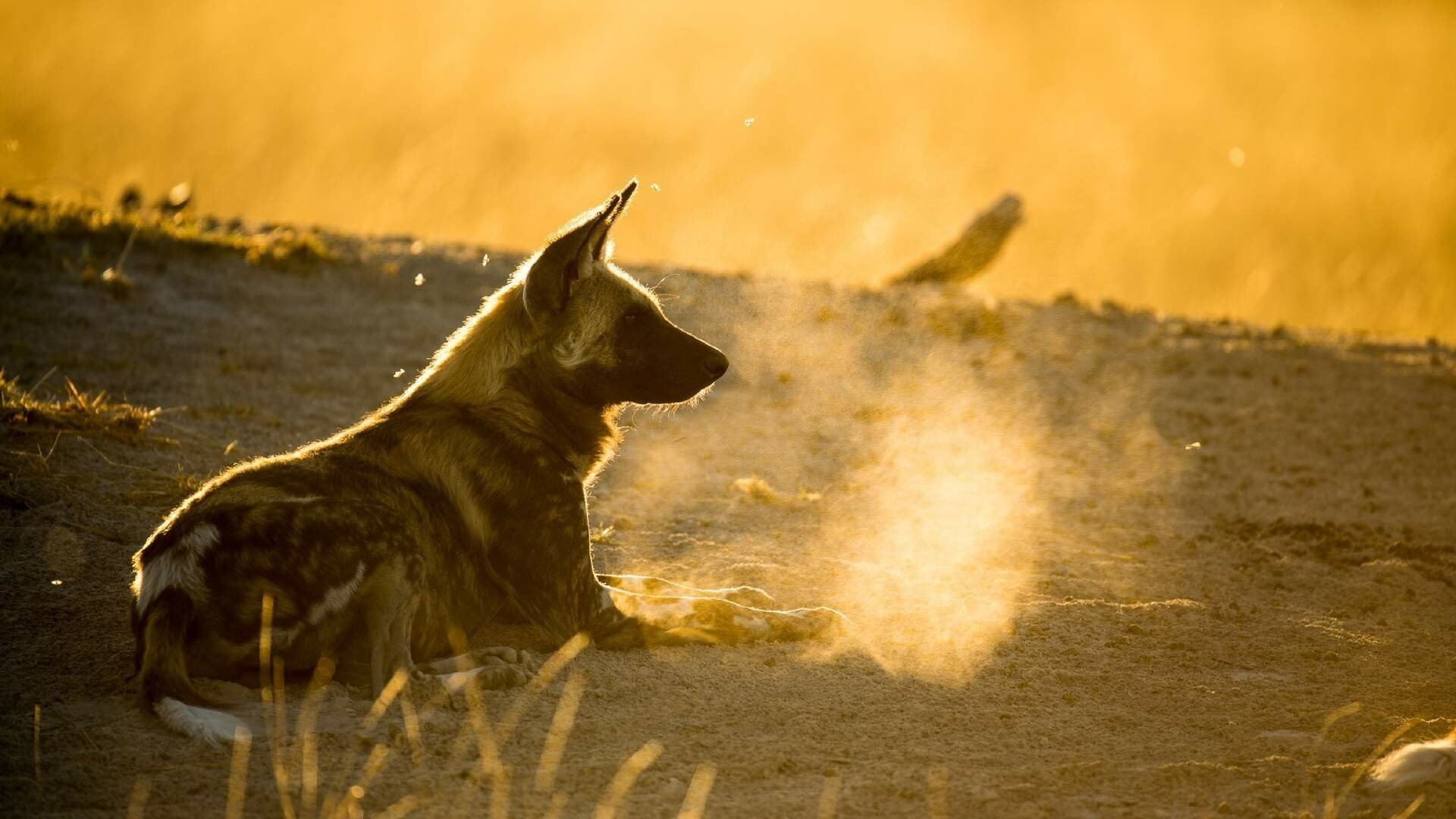 okavango