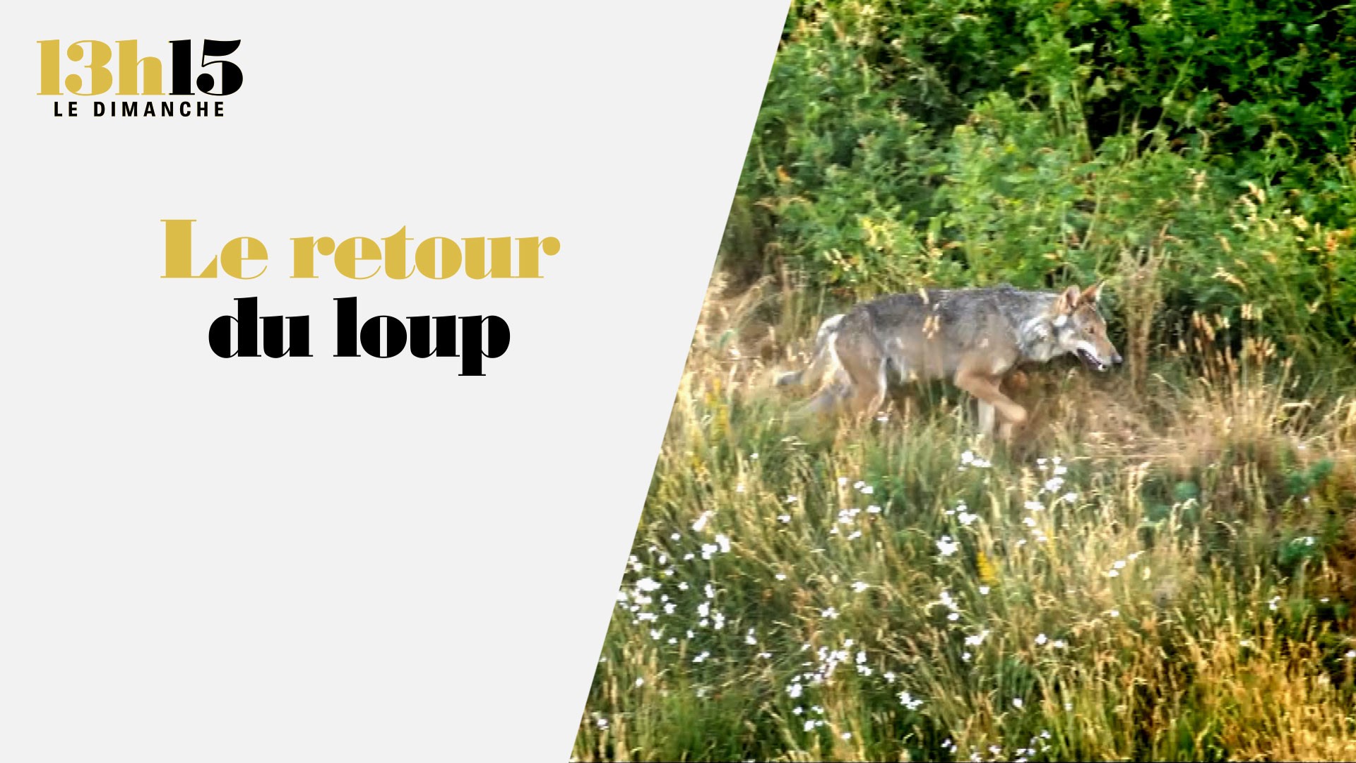 Le retour du loup 1315