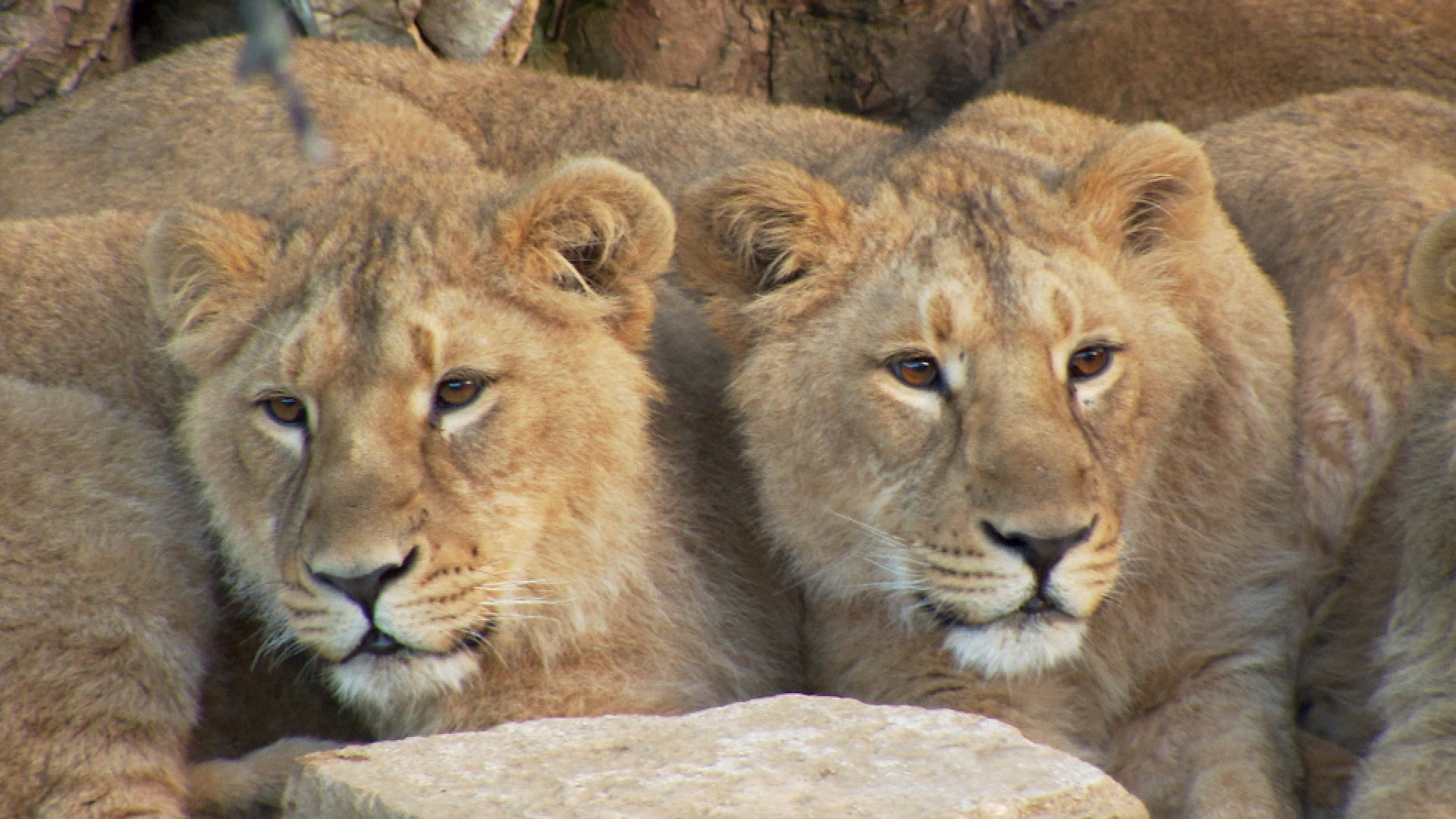 lions