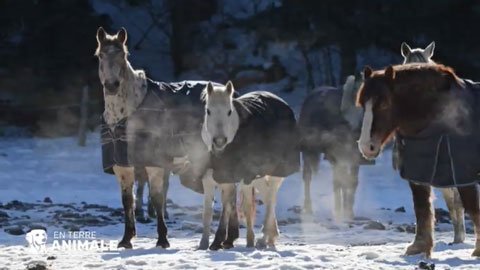 Chevaux dans le pré