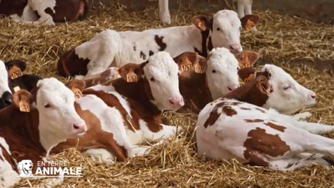 Chèvres dans une étable