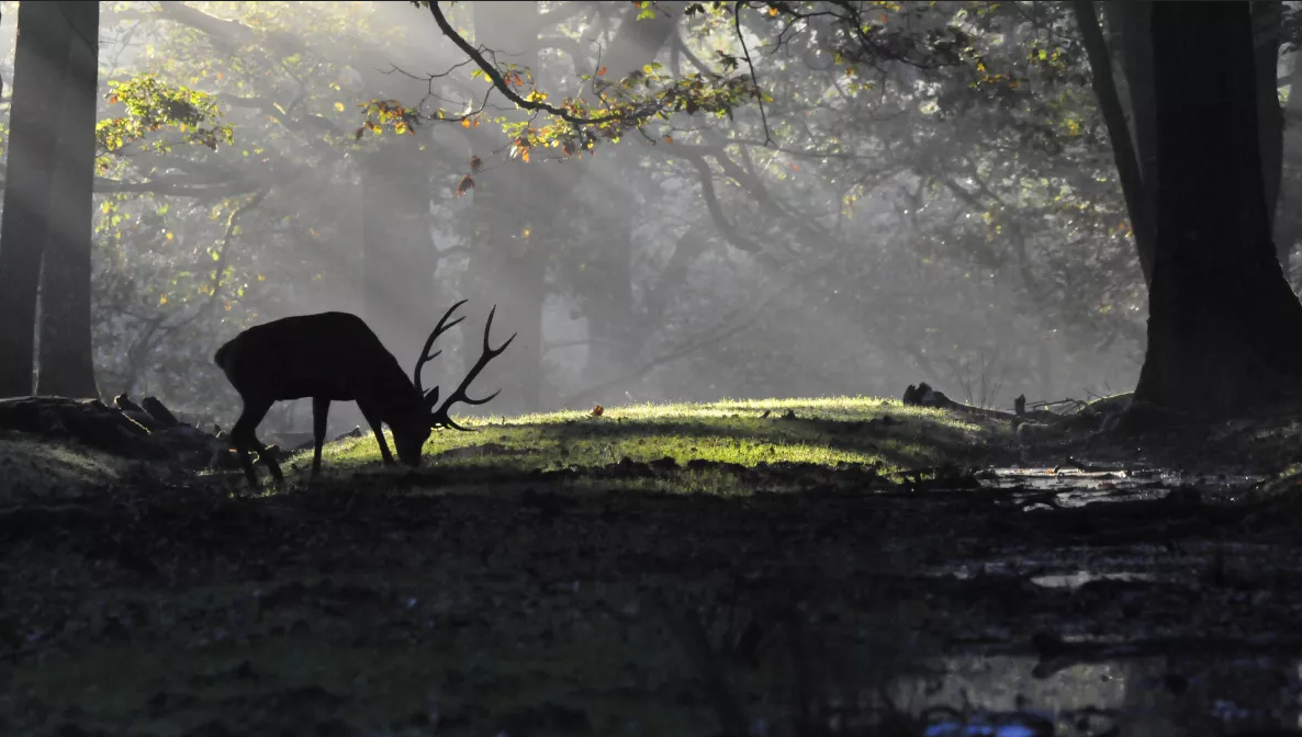 Le brame du cerf