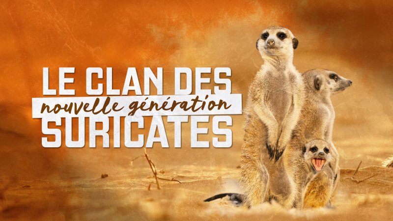 suricate