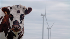 Vaches près d'éoliennes