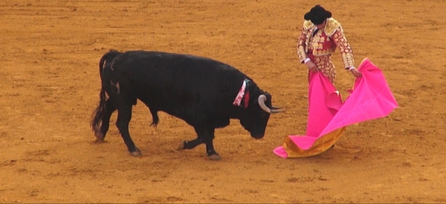 taureau et toreador au milieu des arènes