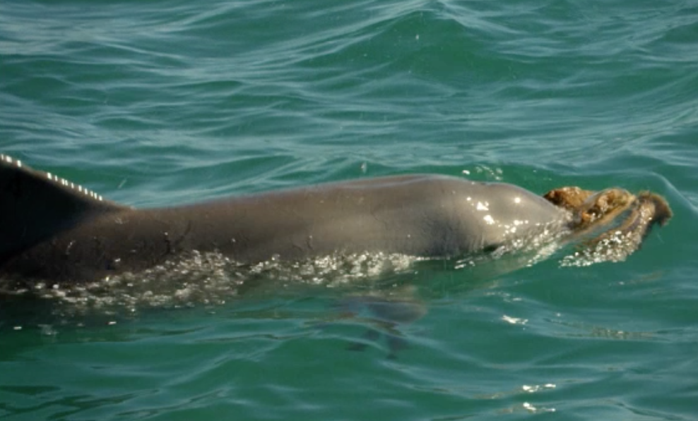 dauphin pratique du "sponging"