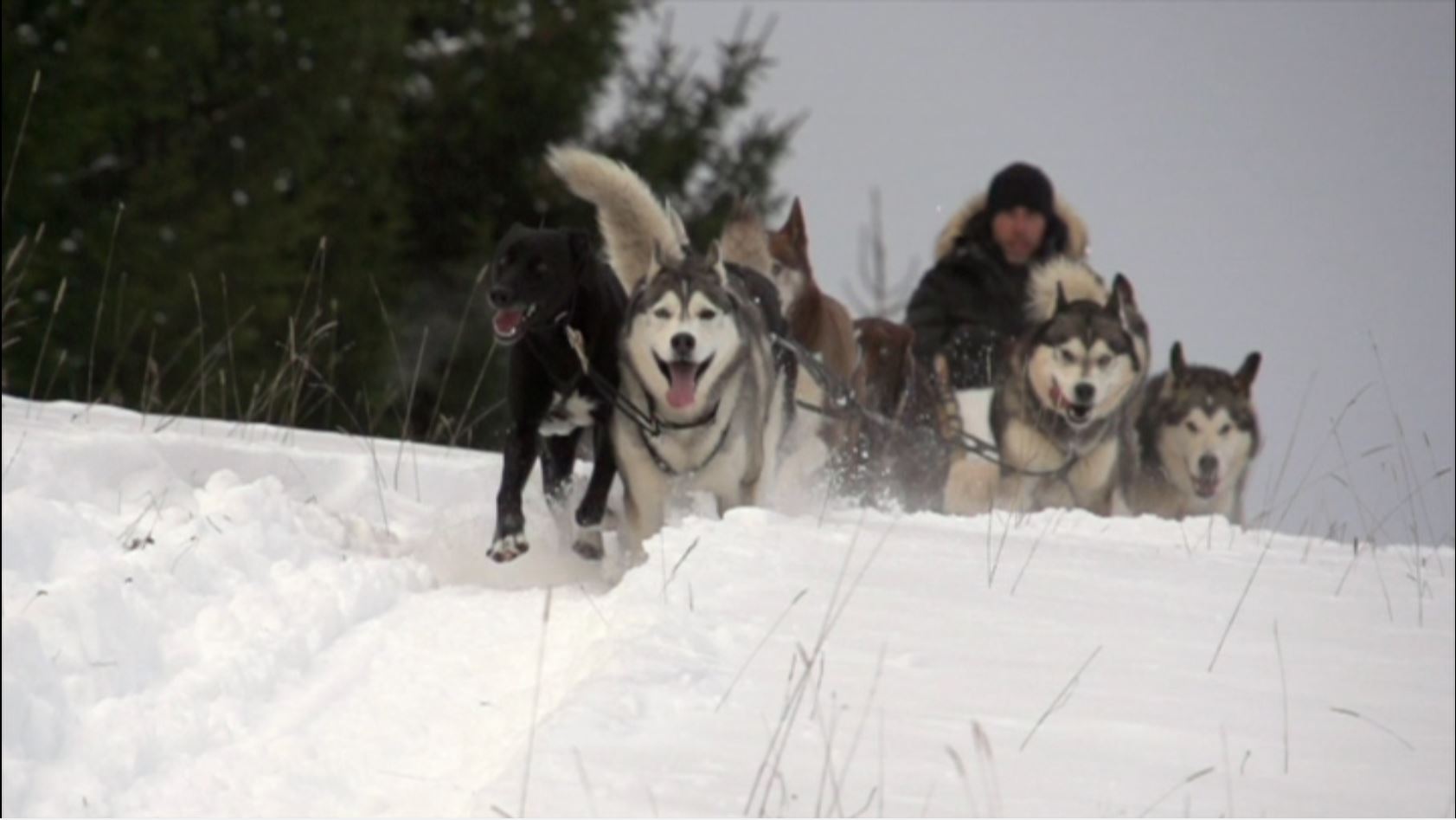 chiens de traîneau