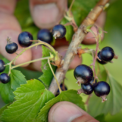 Succulent ! Le cassis