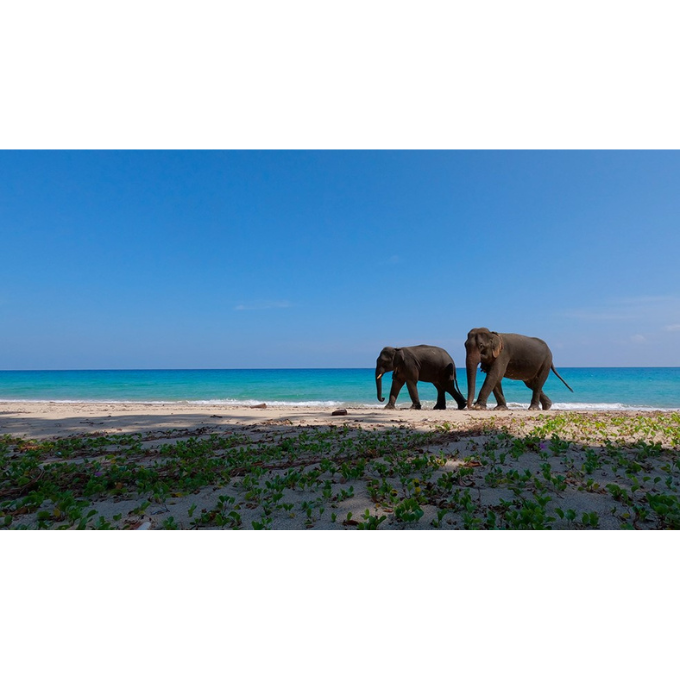 L'énigme des éléphants d'Andaman