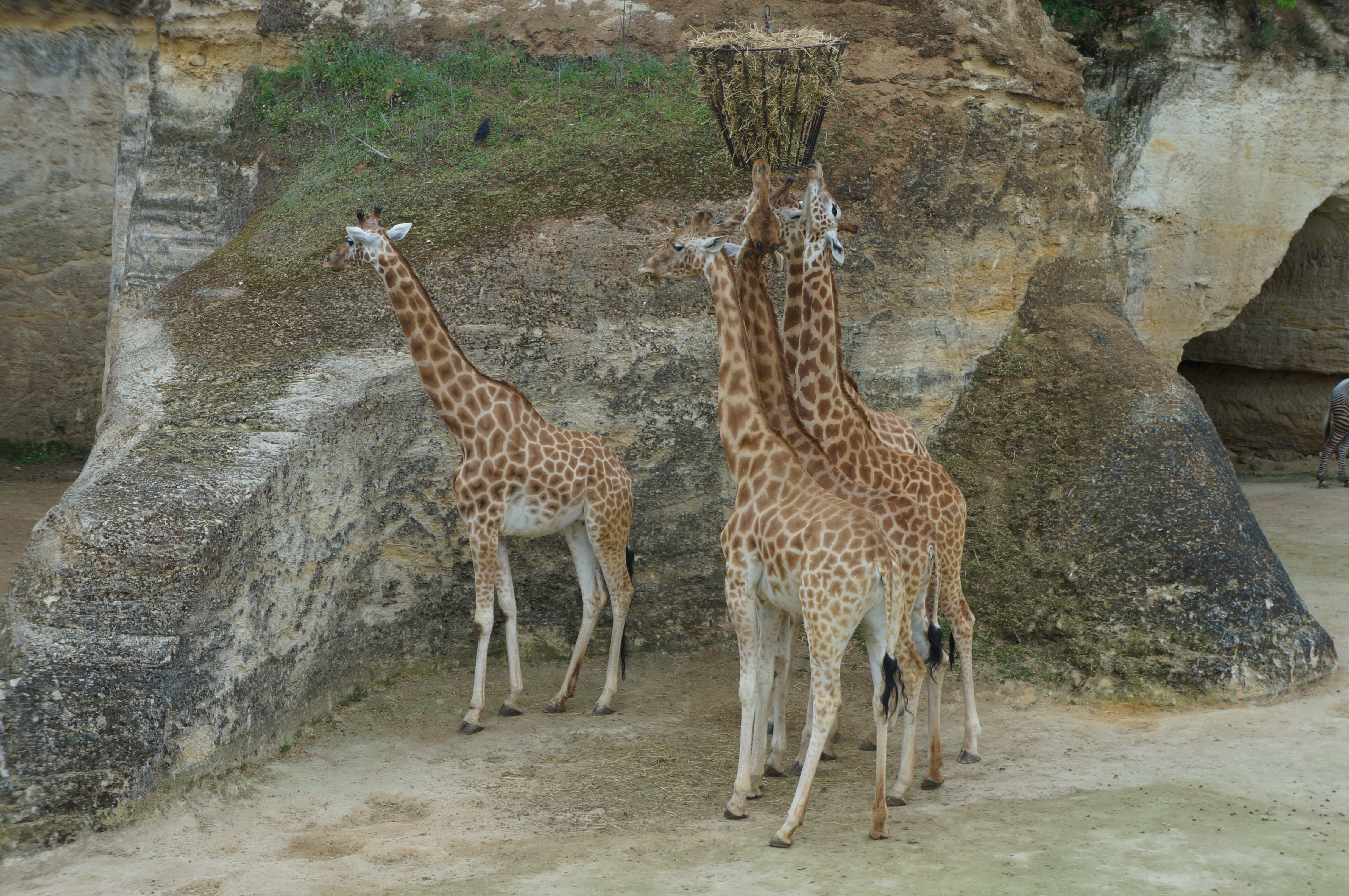 girafes