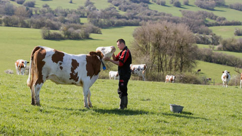 E2M etudiant et vache