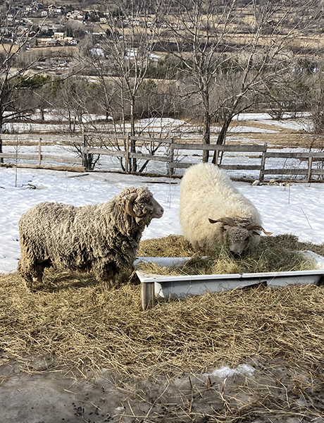 Animaux de Haute-Montagne