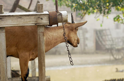 En terre animale à Guédelon