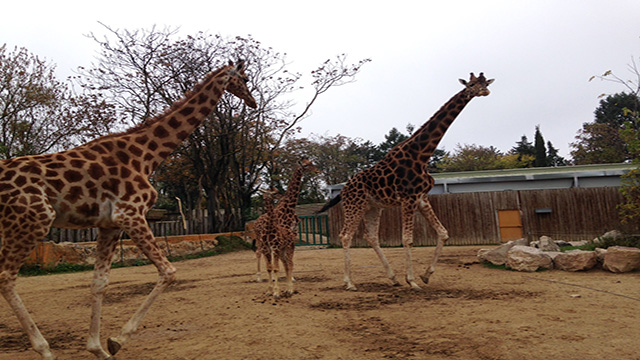 Girafes