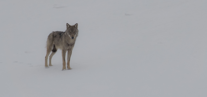 Living with wolves