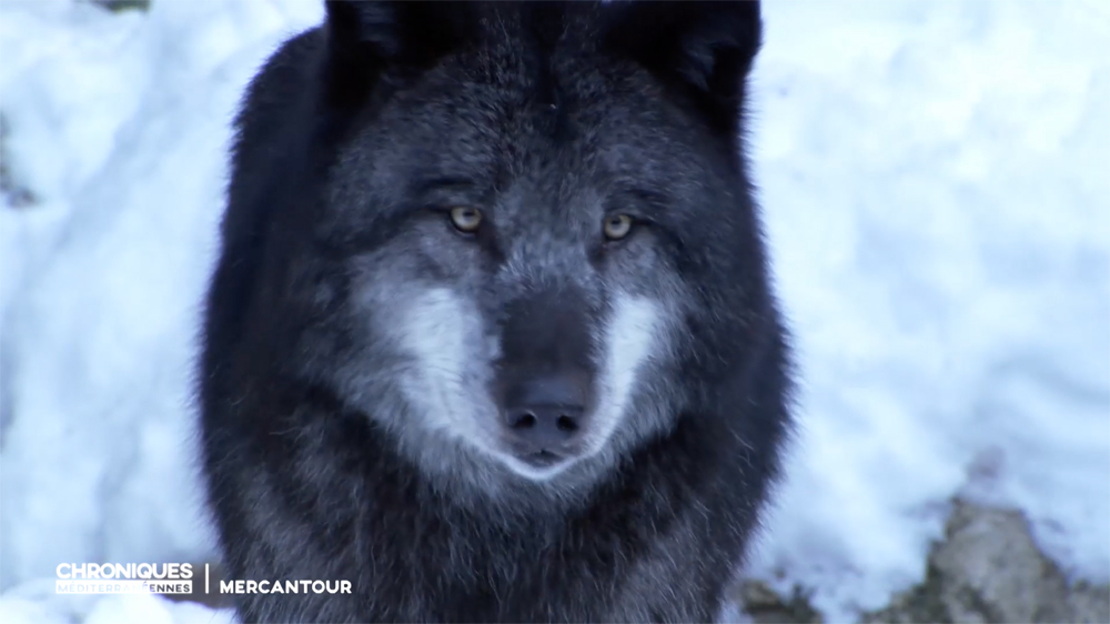 Loup du Mercantour