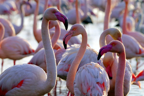 Flamands roses