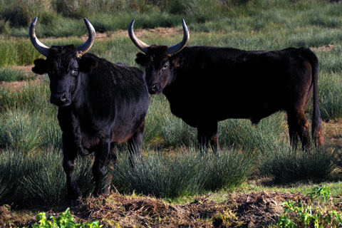 Taureaux dans une prairie