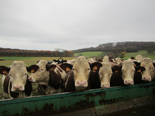 vaches en Haute-Saône