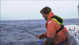 Ikéjimé, une révolution dans la pêche