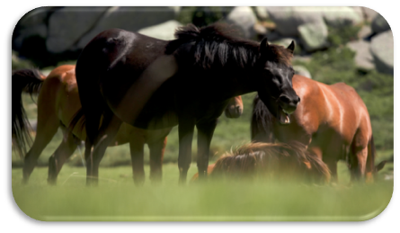 Le cheval sauvage