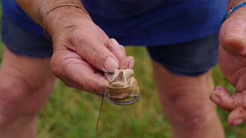 L'escargot