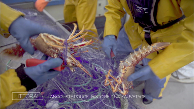 Langoustes rouges