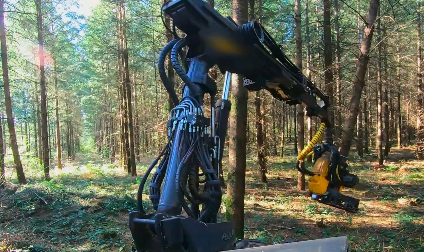 La machine coupe un arbre par minute contre 10 mn pour un bucheron.