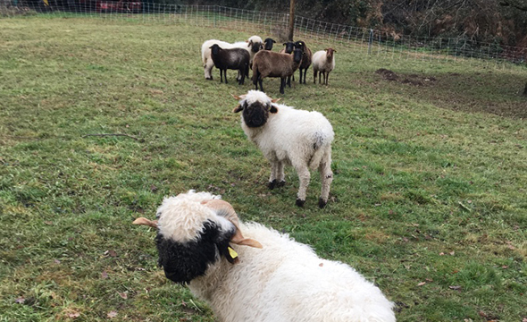 Moutons du Morvan