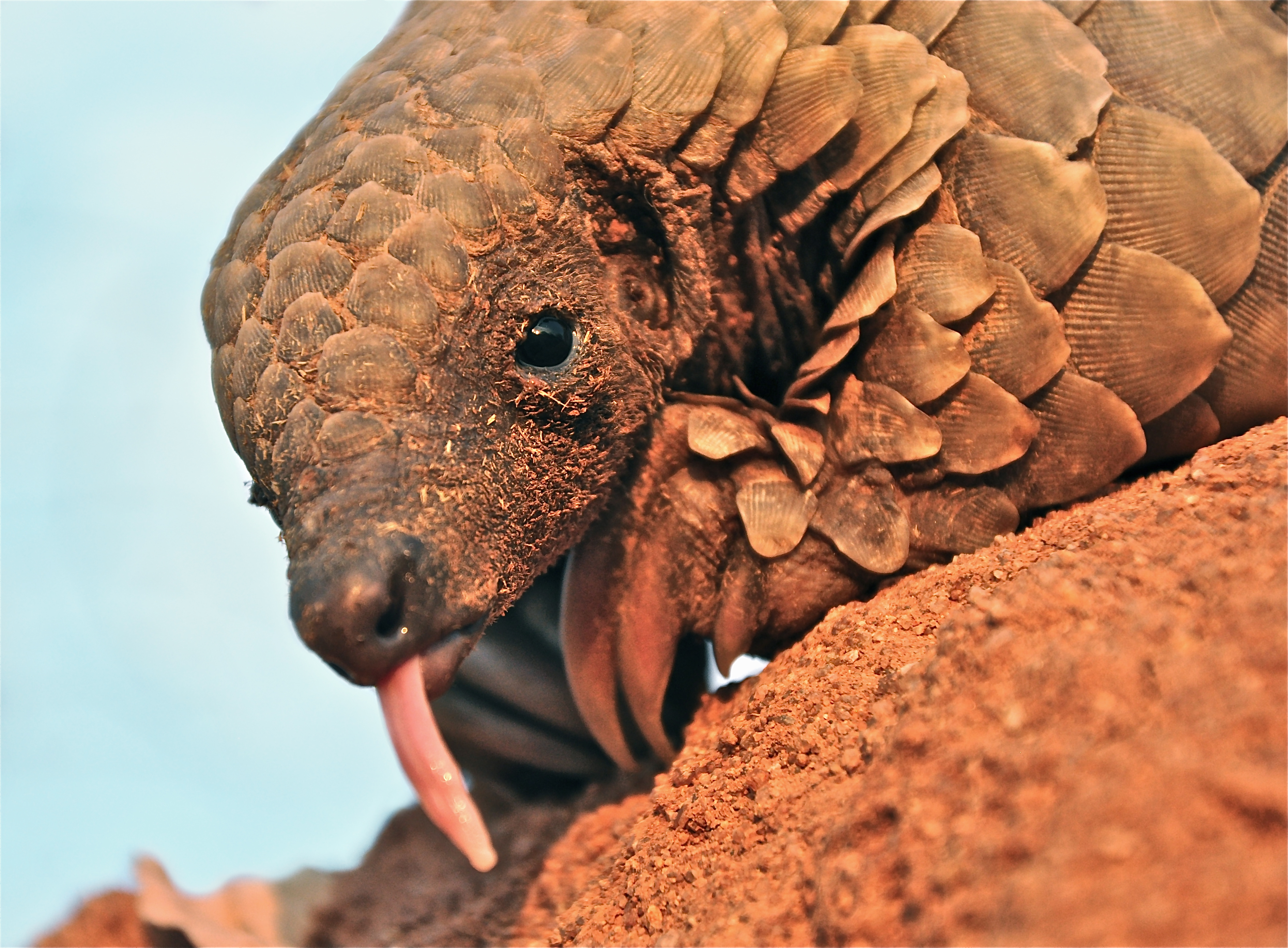 Pangolin / Photograph copyright Maria Diekmann, REST