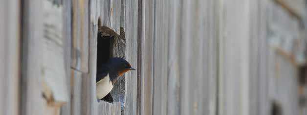 OISEAUX AU MARQUENTERRE (C) LES PRODUCTIONS CERCLE BLEU