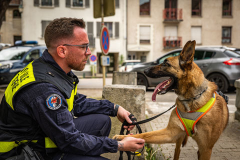 Chien de la brigade cynophile partant en recherche