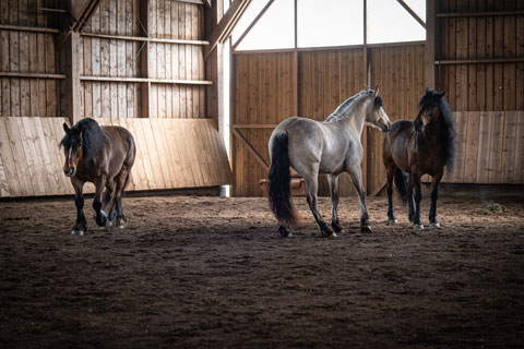 Chevaux de la compagnie Jehol