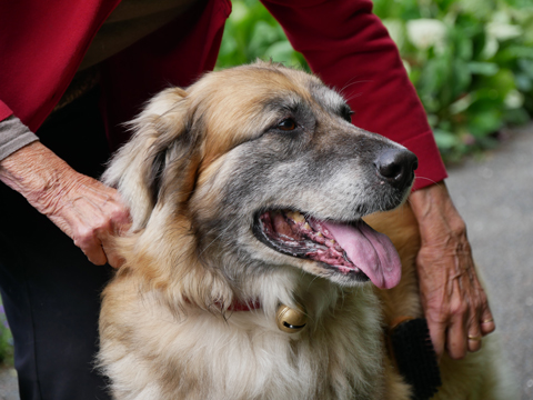 Toucaud chien sauvé