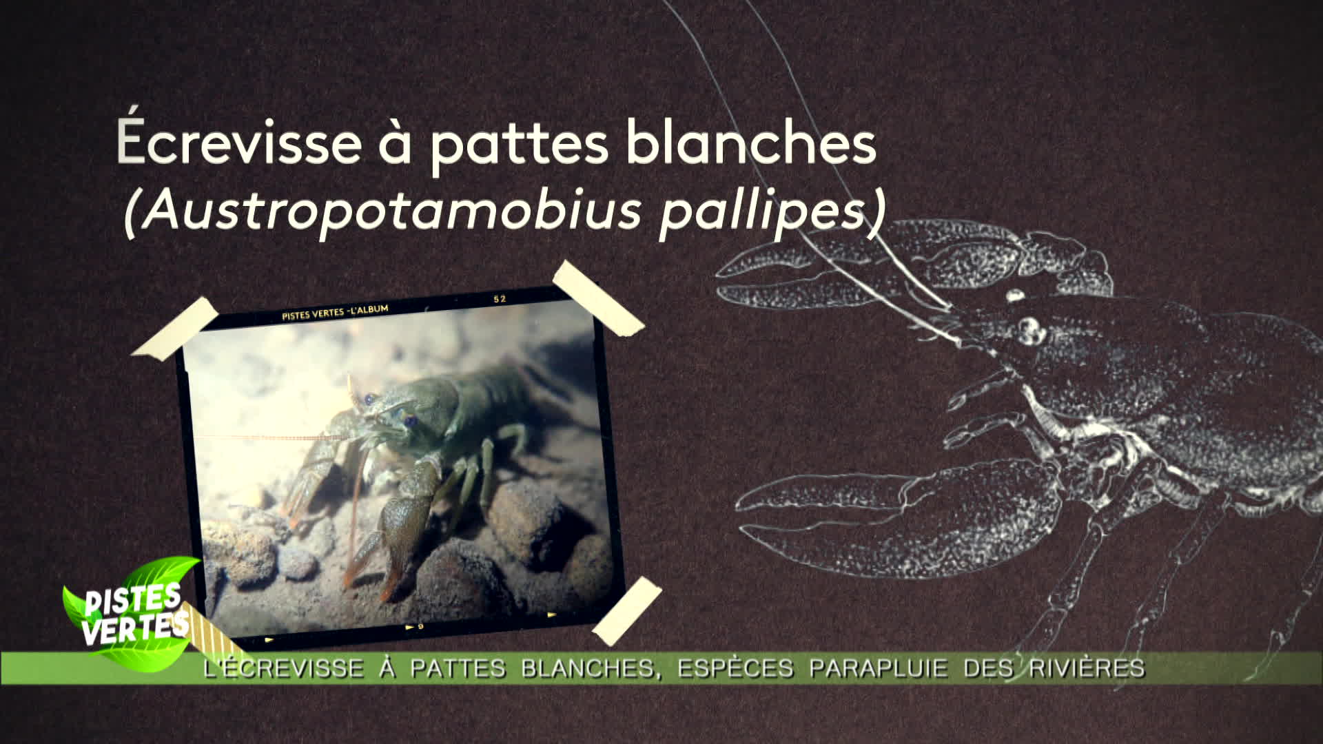 écrevisses à pattes balnches