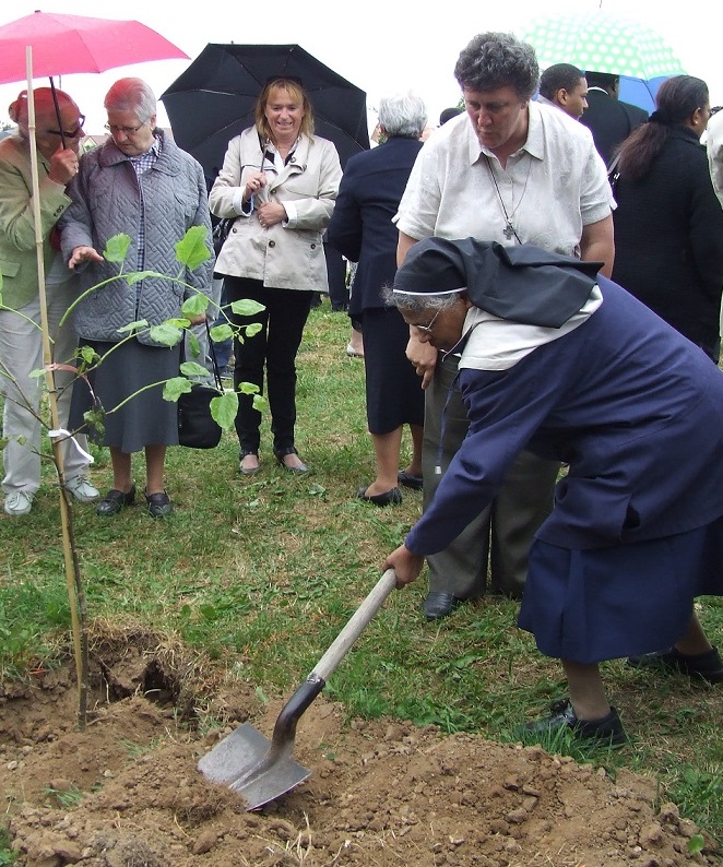 Plantation d'arbres Guyane