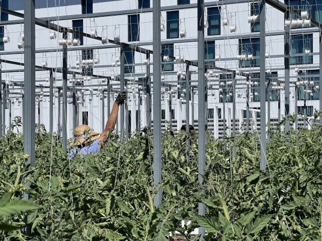 Un potager du futur