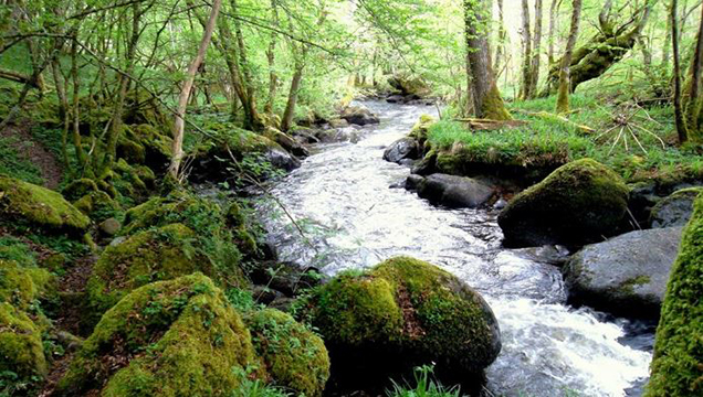 Rivière du Morvan