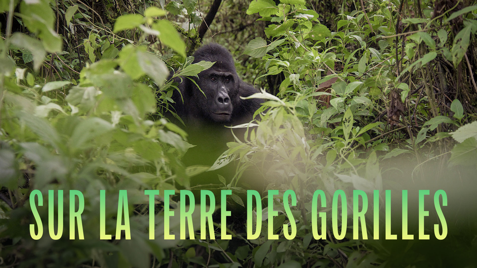 Sur la terre des gorilles