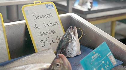 Sur le front - saumon
