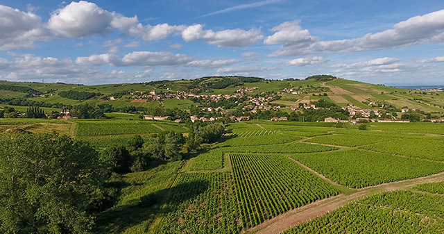 Vignoble Prissé