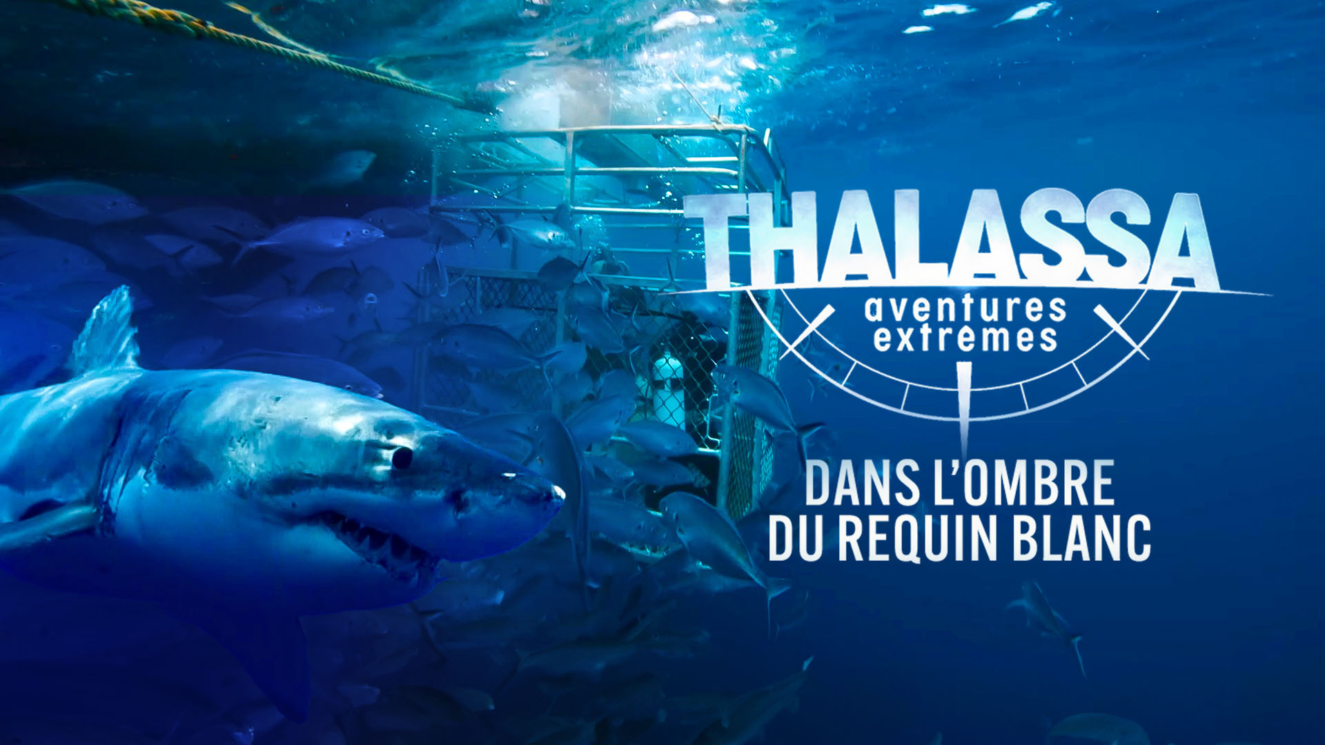 Thalassa - Dans l'ombre du requin blanc