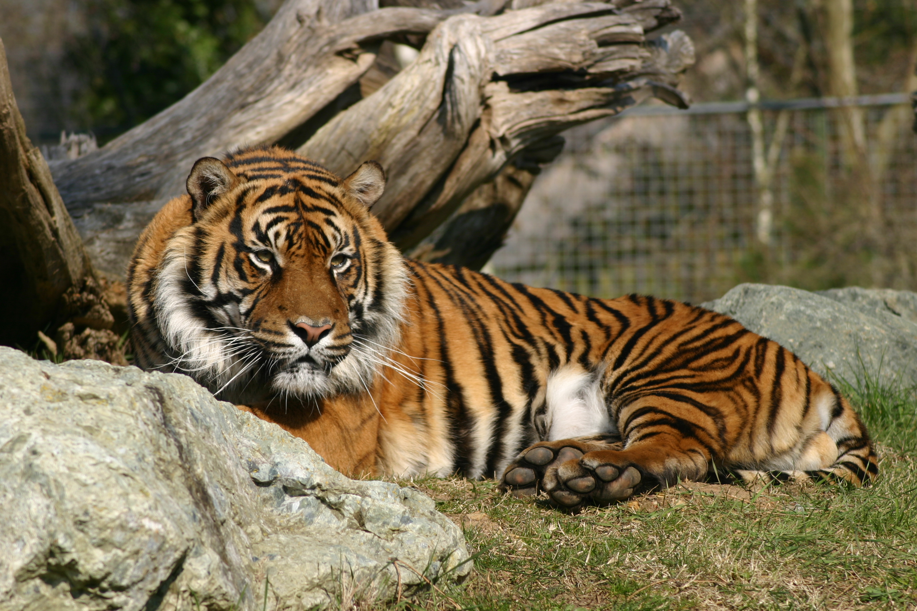 Tigre sumatra