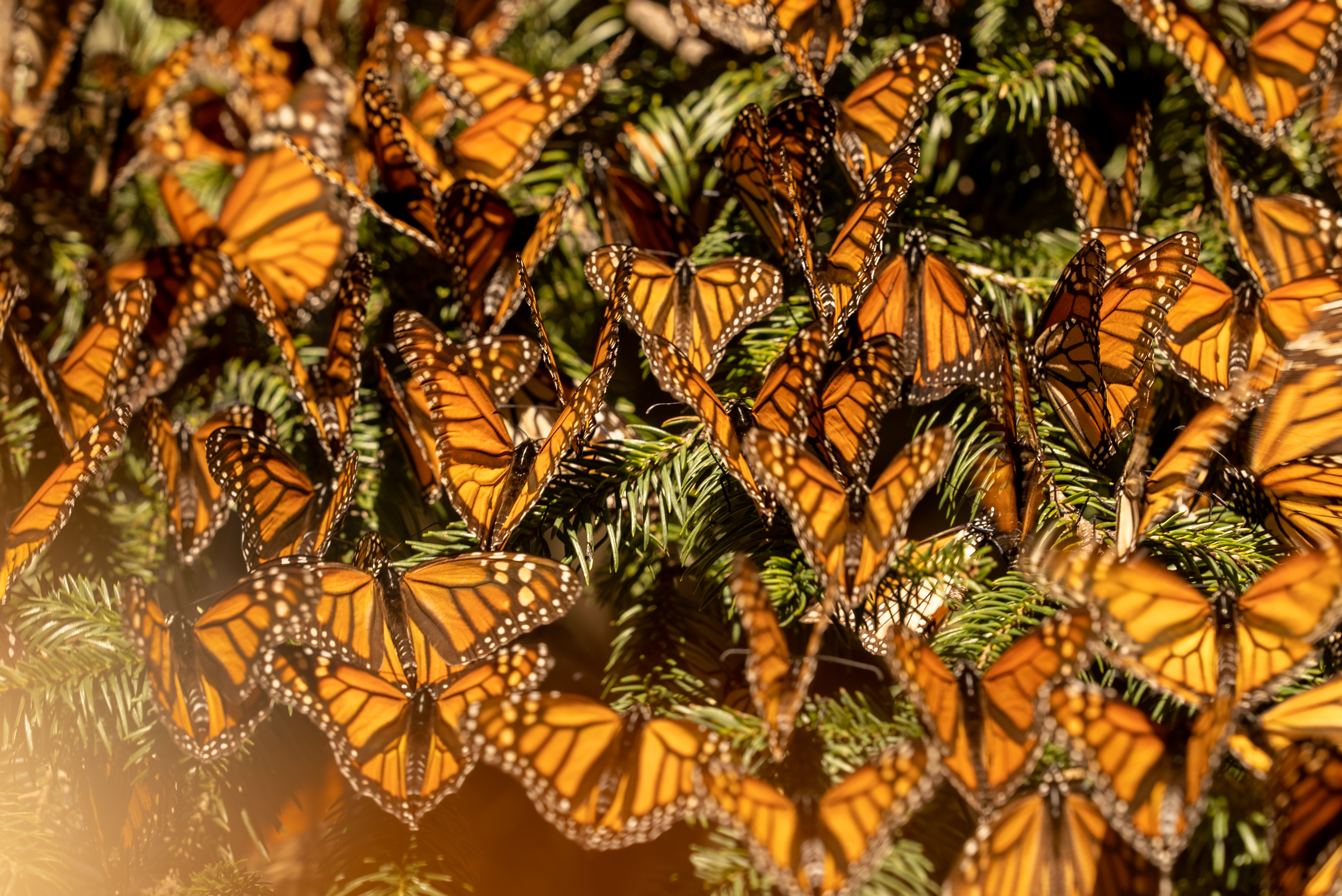 Victor Peressetchensky