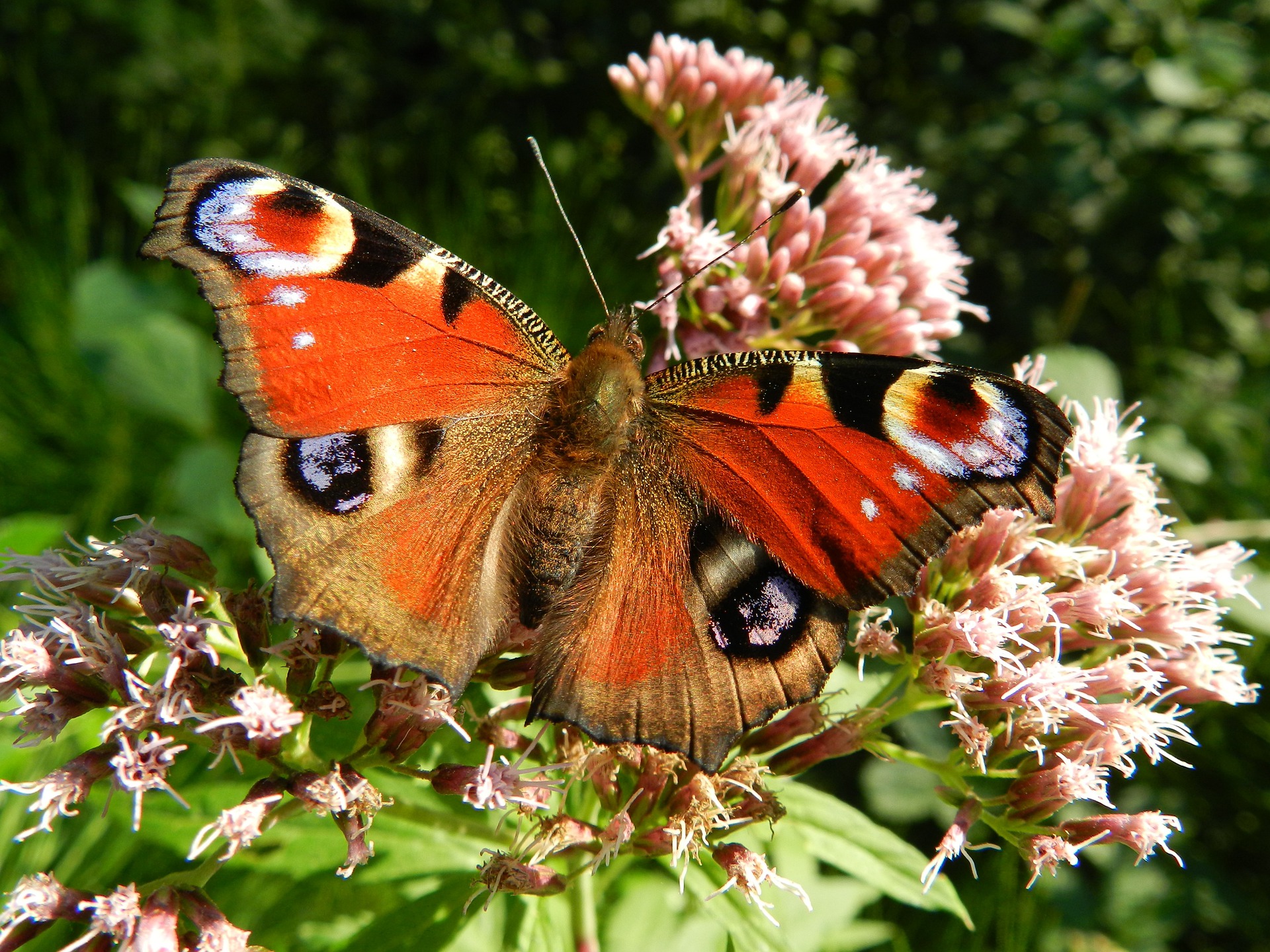 papillon