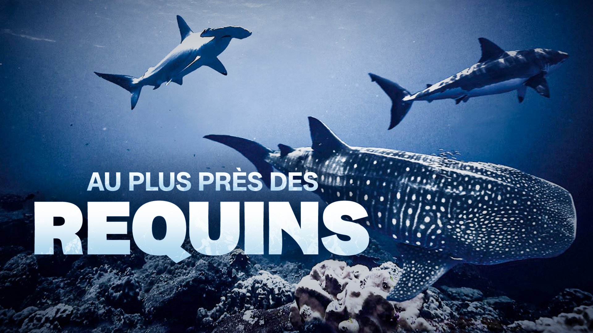 requins